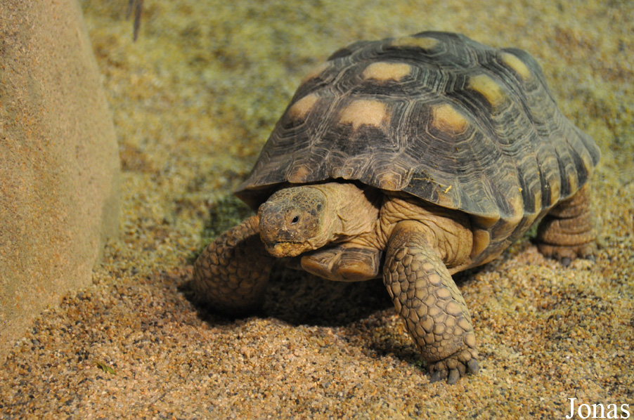 Gopherus agassizii