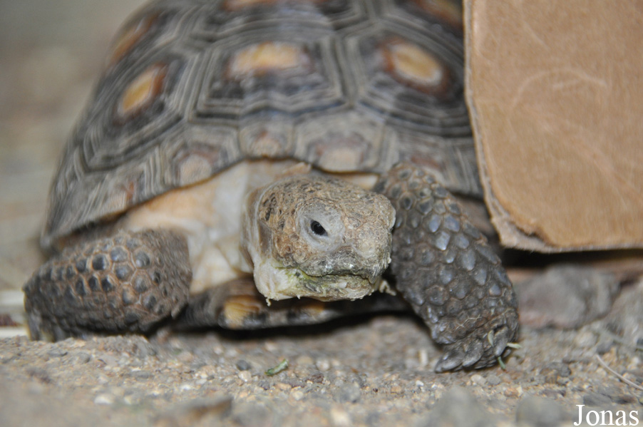 Gopherus agassizii