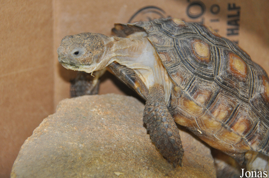 Gopherus agassizii