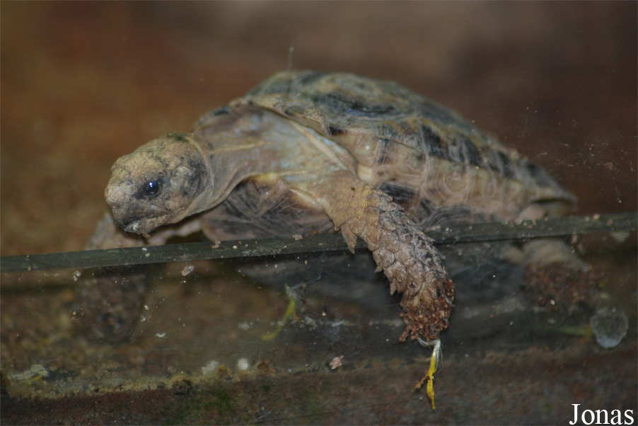 Homopus signatus signatus