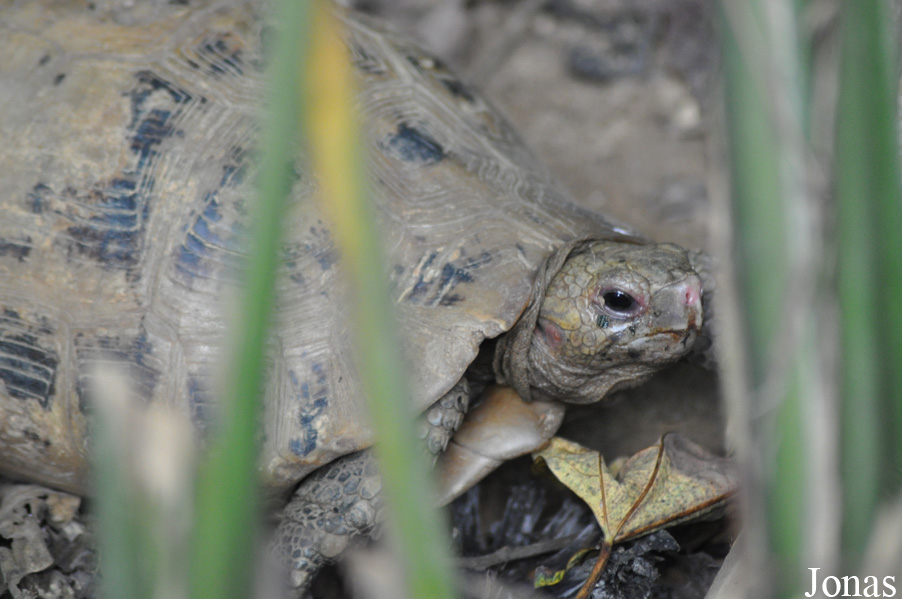 Indotestudo elongata