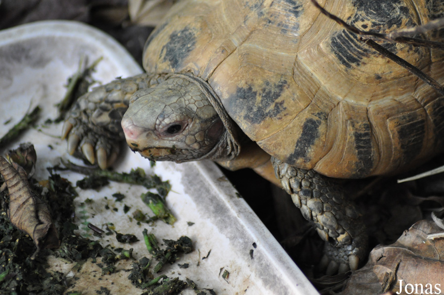 Indotestudo elongata