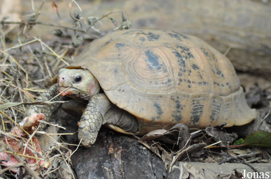 Indotestudo elongata