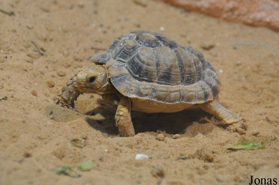 Testudo werneri