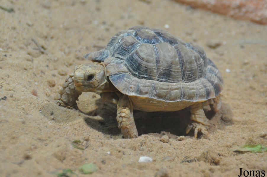 Testudo werneri