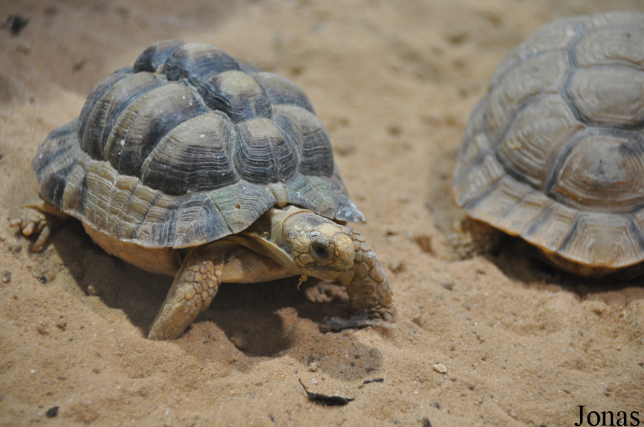 Testudo werneri
