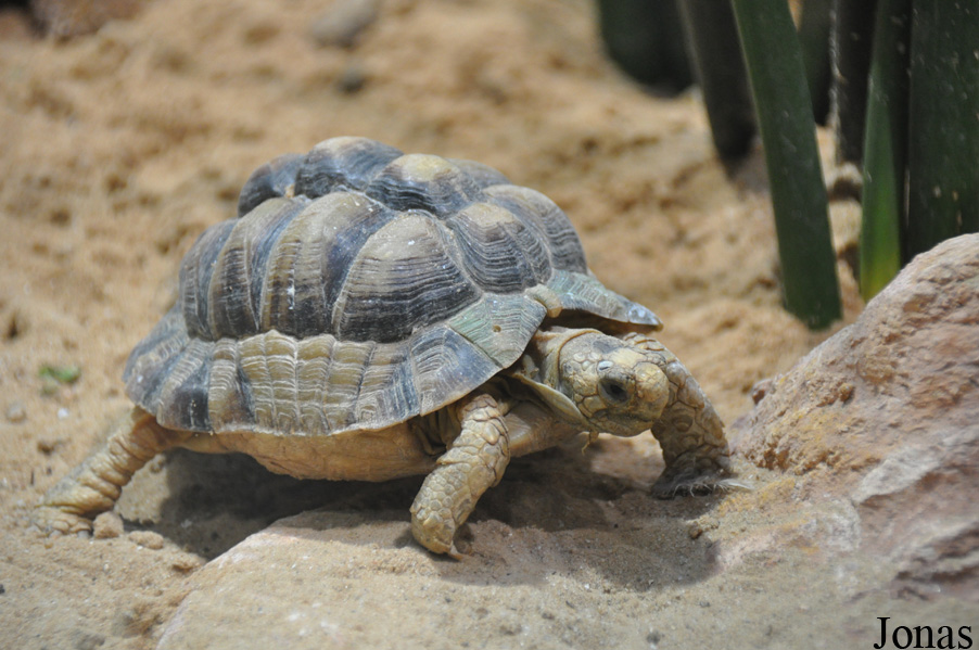 Testudo werneri