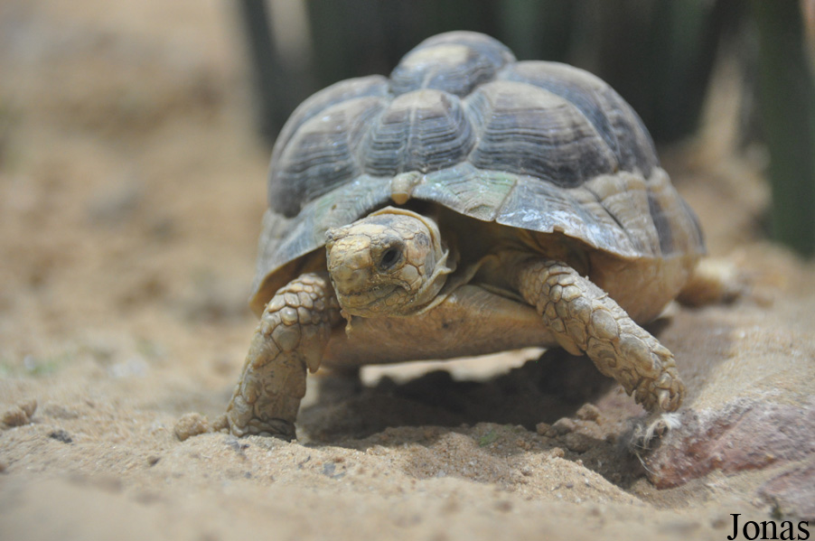 Testudo werneri