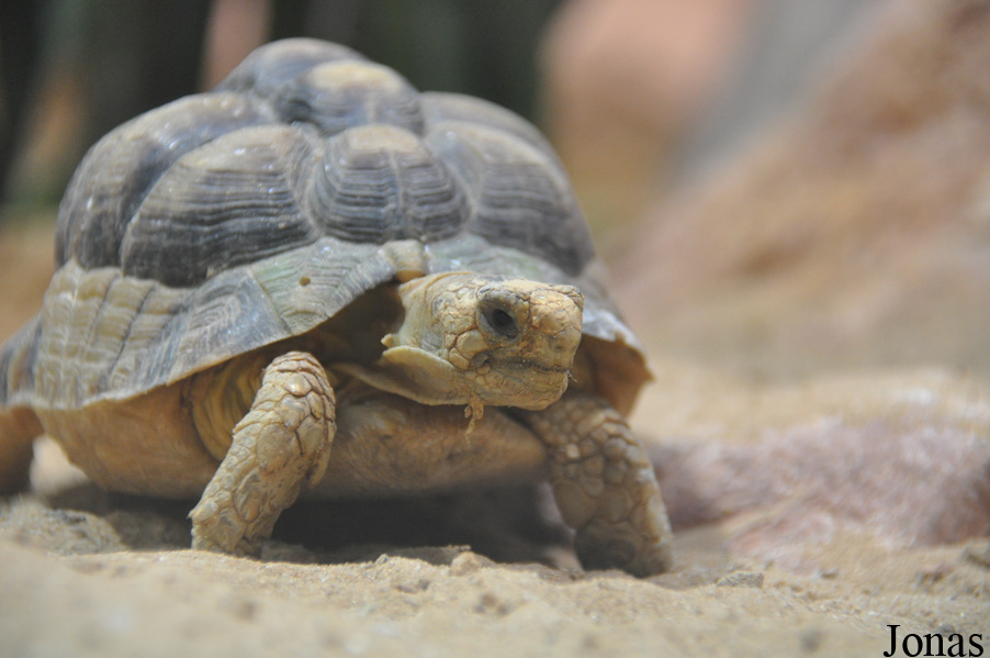 Testudo werneri