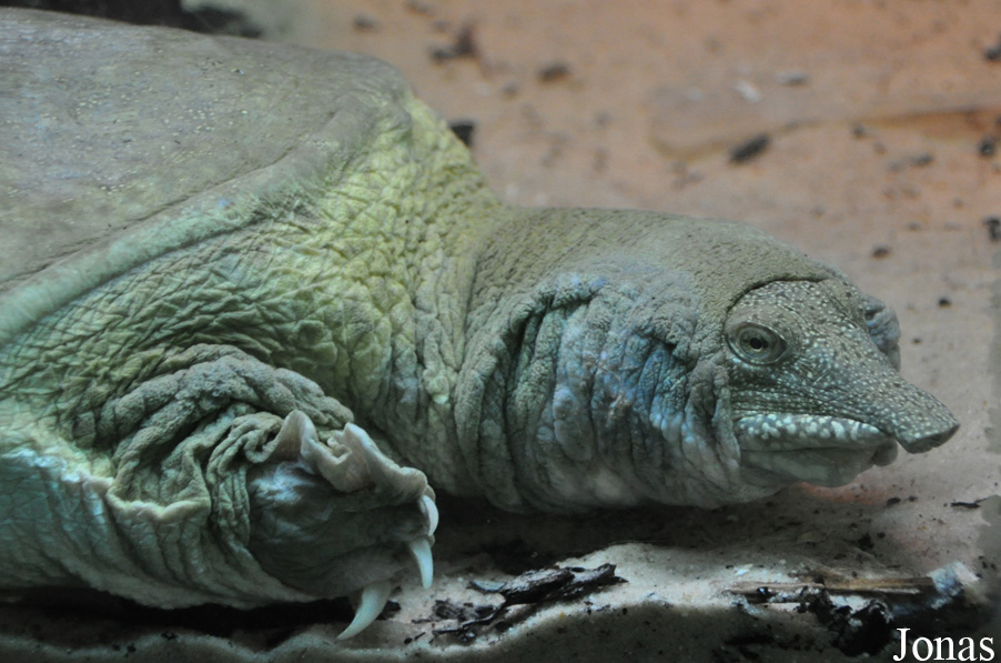 Apalone ferox