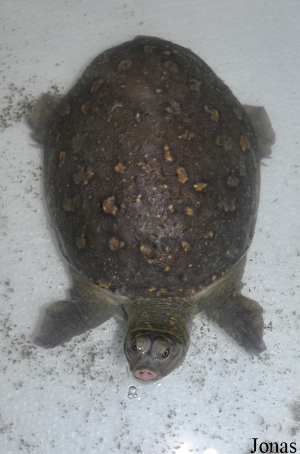Lissemys punctata
