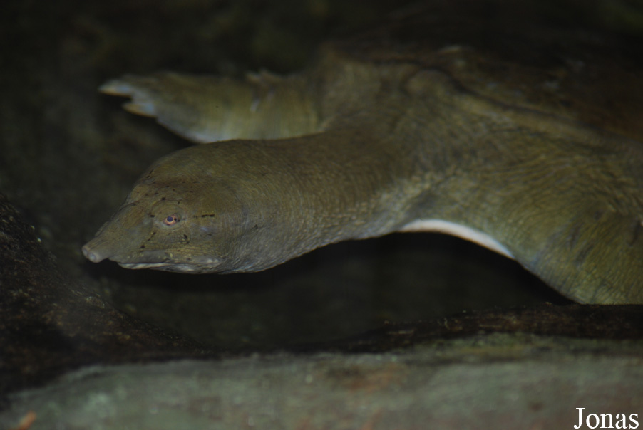 Pelodiscus sinensis