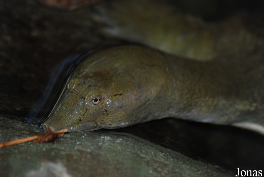 Pelodiscus sinensis