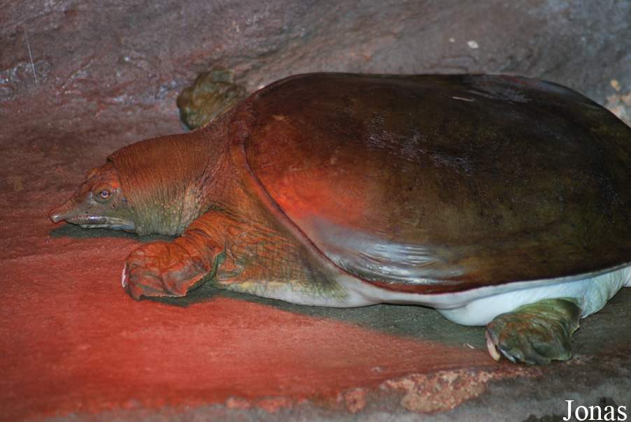 Pelodiscus sinensis