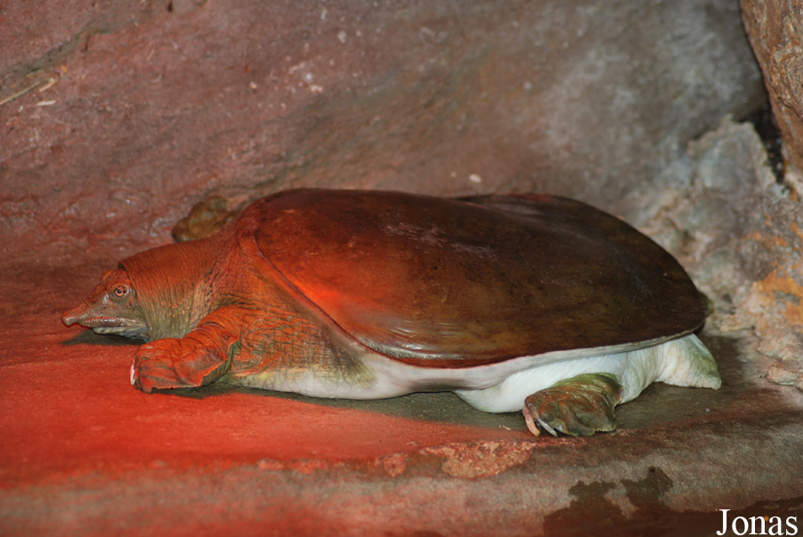 Pelodiscus sinensis