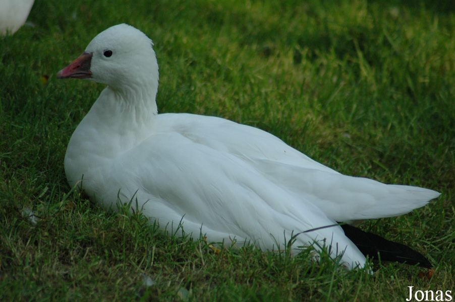 Vogelpark Walsrode