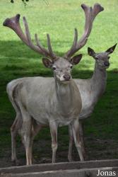Parc Animalier de Rochehaut