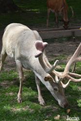 Parc Animalier de Rochehaut