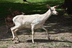 Parc Animalier de Rochehaut