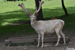 Parc Animalier de Rochehaut