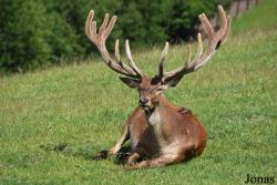 Parc Animalier de Rochehaut