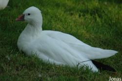 Vogelpark Walsrode