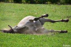 Parc Animalier de Rochehaut