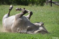 Parc Animalier de Rochehaut