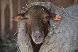 Mouton Ardennais Roux