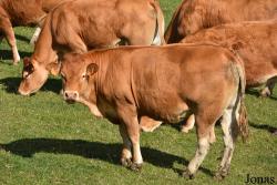 Vache Limousine