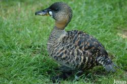 Vogelpark Walsrode
