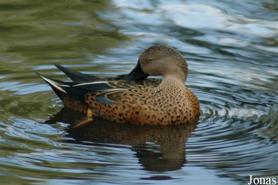 Vogelpark Walsrode