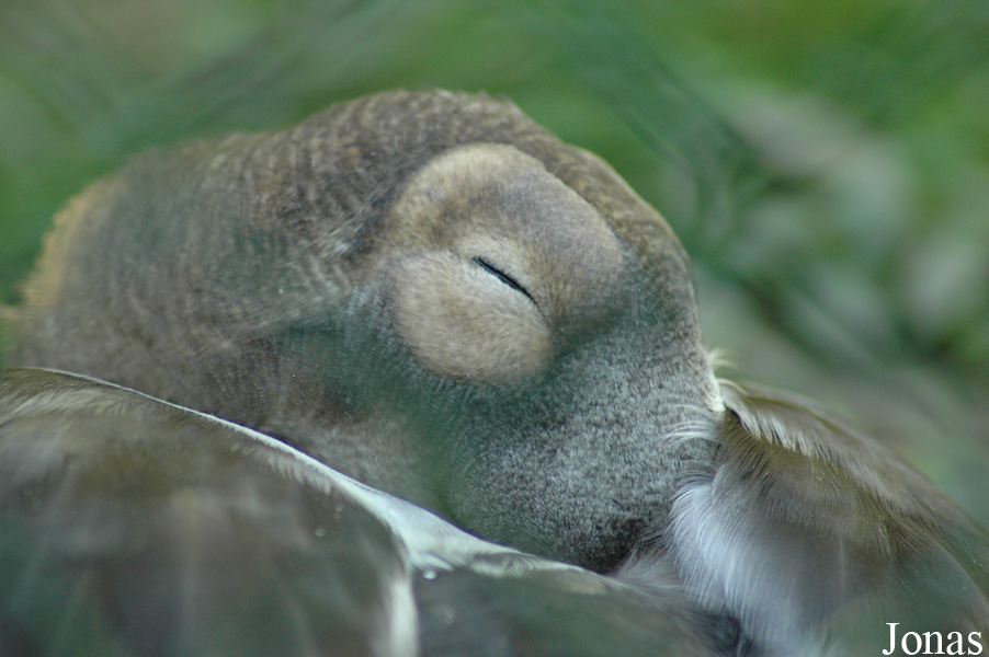 Vogelpark Walsrode