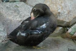 Vogelpark Walsrode