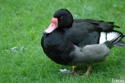 Vogelpark Walsrode