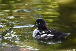 Zoo du Bois d'Attilly