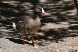 Tier- und Pflanzenpark Fasanerie