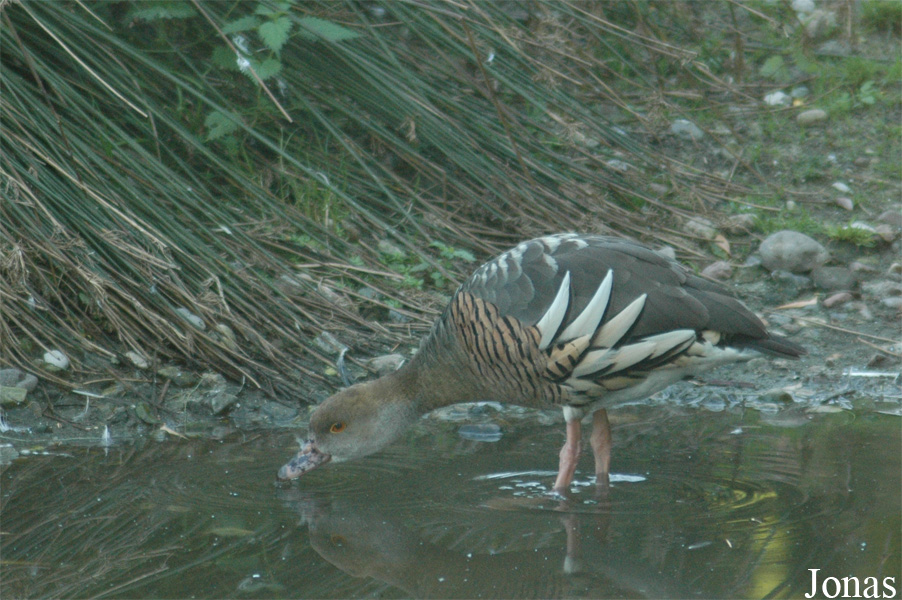 Vogelpark Walsrode