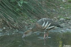 Vogelpark Walsrode