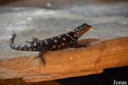 Sceloporus macdougalli