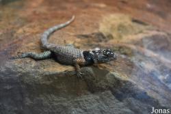 Allwetterzoo Münster
