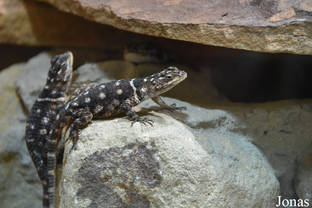 Allwetterzoo Münster