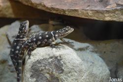 Allwetterzoo Münster