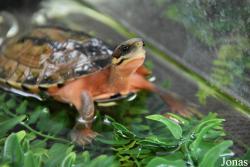 Cuora cyclornata