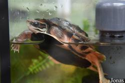Cuora cyclornata meieri