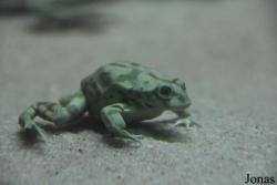 Telmatobiidae