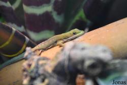 Phelsuma dorsivittata