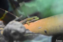 Allwetterzoo Münster