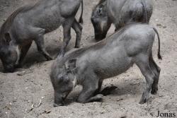 Allwetterzoo Münster