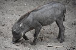 Allwetterzoo Münster